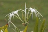 J01_1846 Spider Lily